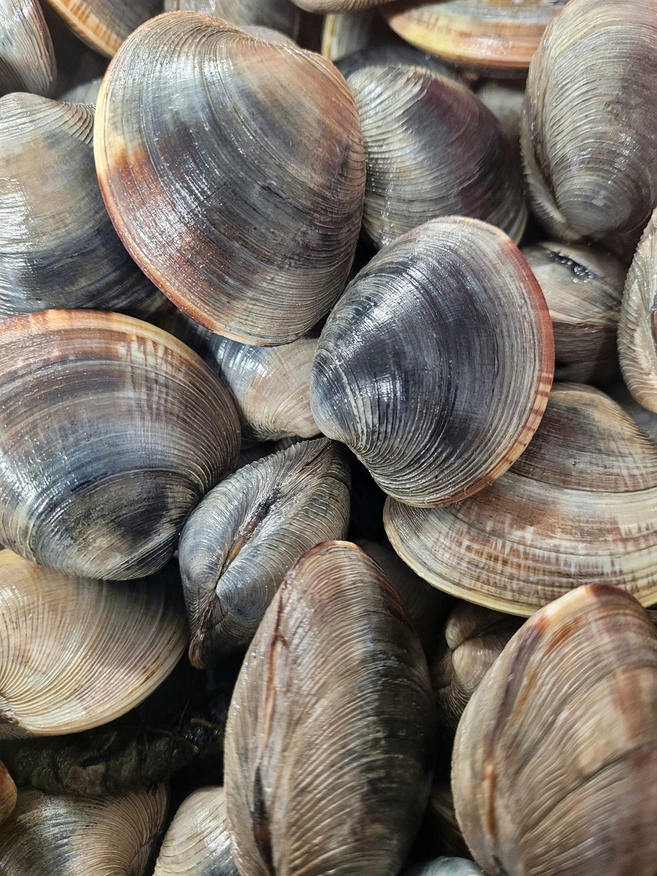 Fresh-pulled Cape May County hard clams